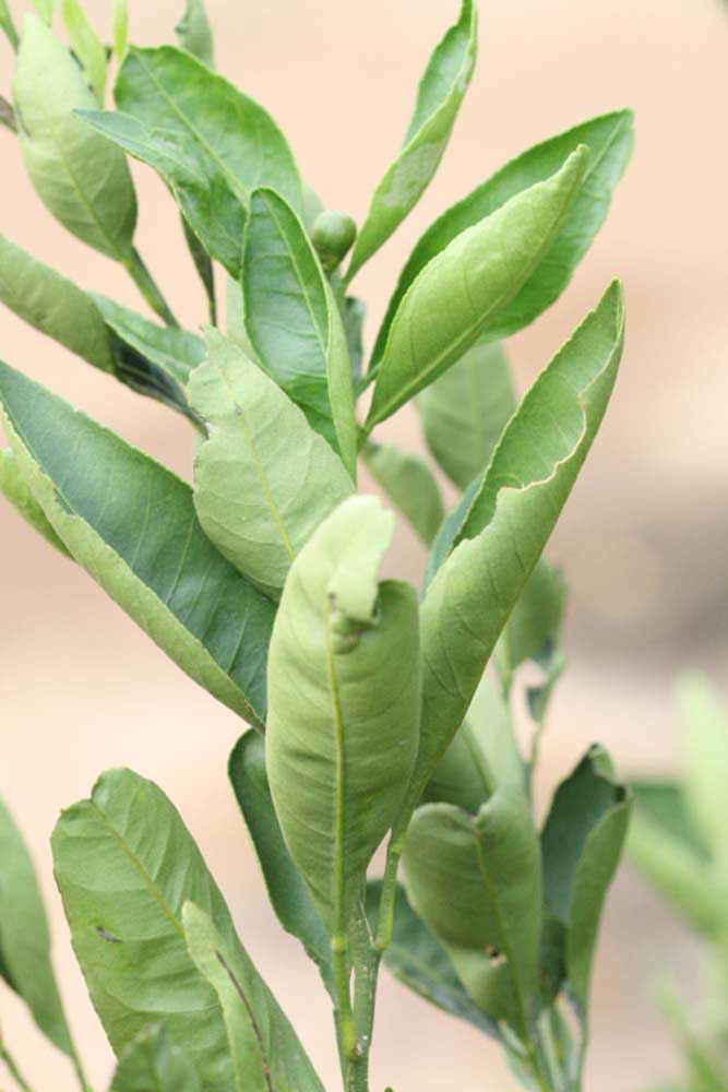              Sun leaves (Riverside, CA)       